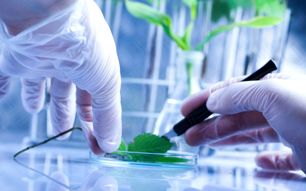 extracte standardizate